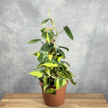 Filodendron pnący 'Brasil' | Na paliku