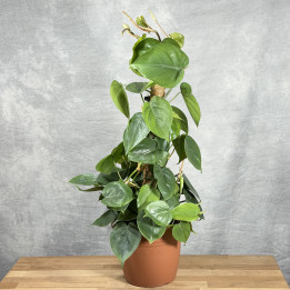 Filodendron scandens na paliku | Tomaszewski