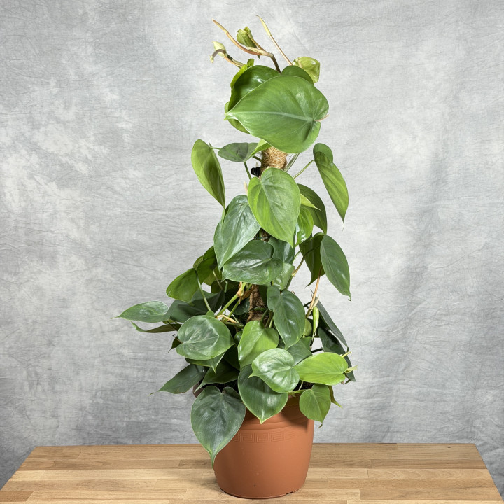 Filodendron scandens na paliku | Tomaszewski