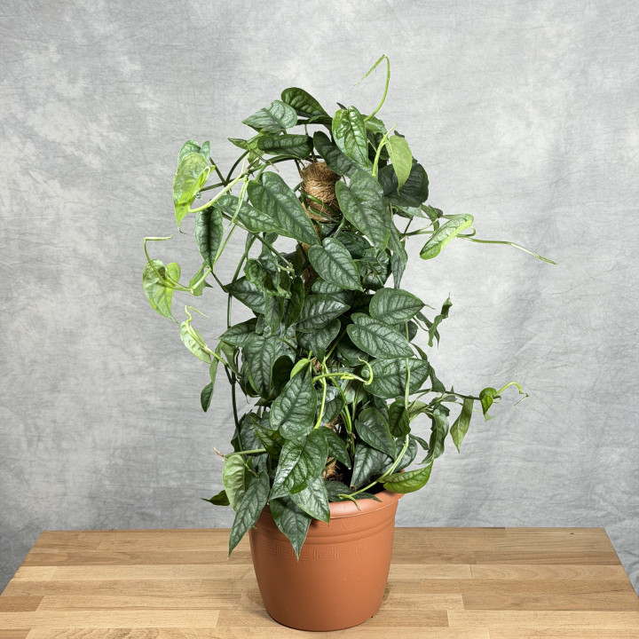 Monstera siltepecana na paliku | Tomaszewski