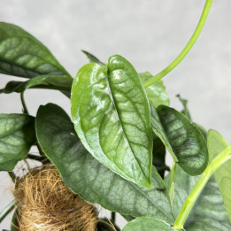 Monstera siltepecana na paliku | Tomaszewski