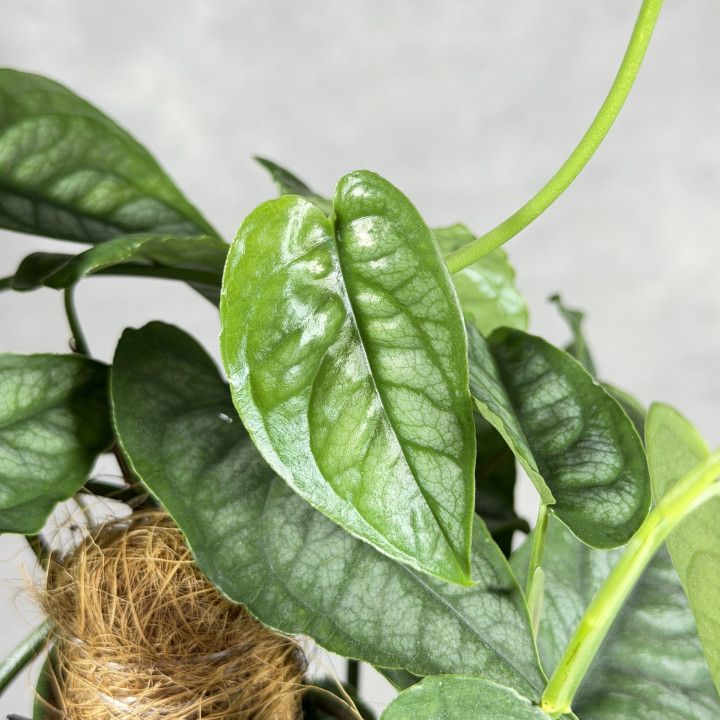 Monstera siltepecana na paliku | Tomaszewski
