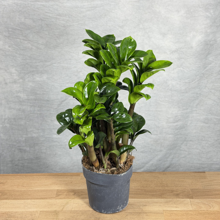 Zamioculcas zamiifolia ‘Zenzi’ | Tomaszewski
