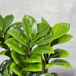 Zamioculcas zamiifolia ‘Zenzi’ | Tomaszewski