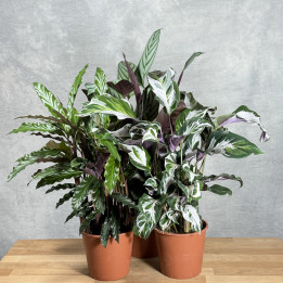 Calathea mix odmian – rośliny doniczkowe online | Tomaszewski