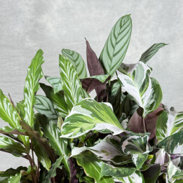 Calathea mix odmian – rośliny doniczkowe online | Tomaszewski