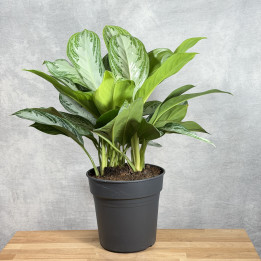 Aglaonema 'Silver Bay' | Tomaszewski