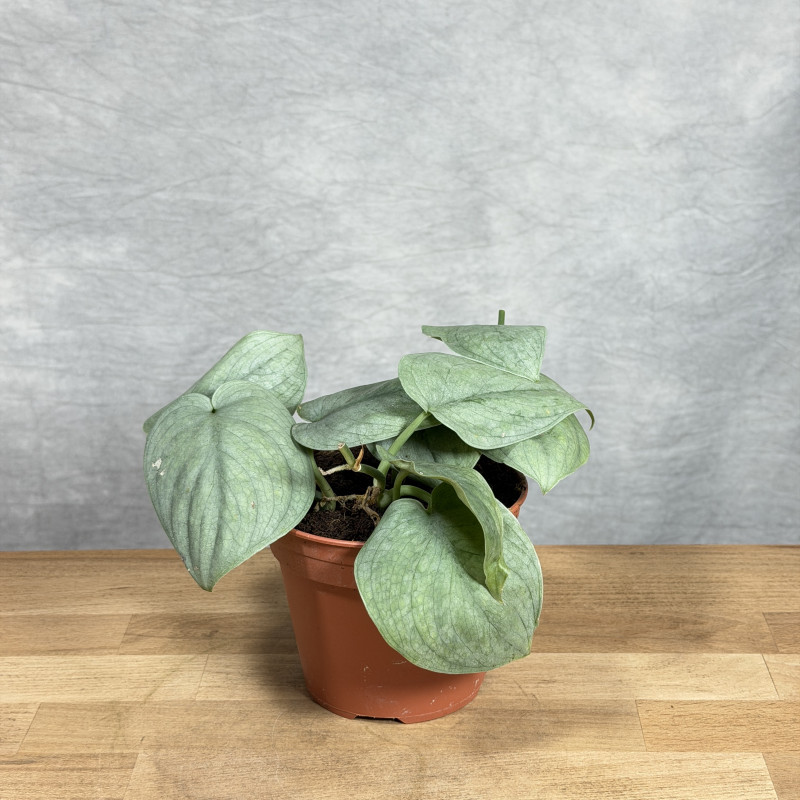 Scindapsus 'Silver Hero'