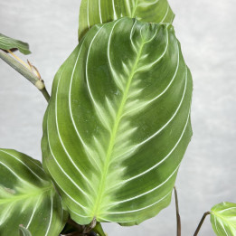 Maranta 'Exclusive Dark' – roślina doniczkowa o ozdobnych liściach