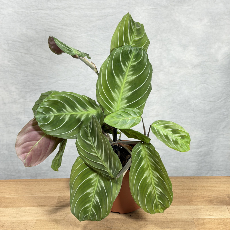 Maranta 'Exclusive Dark'
