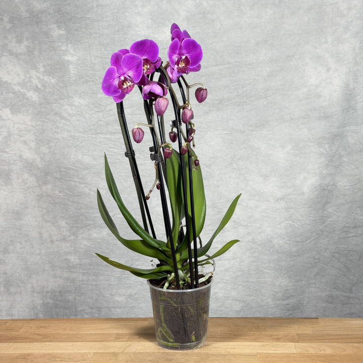 Storczyk Phalaenopsis fuksjowy | Tomaszewski
