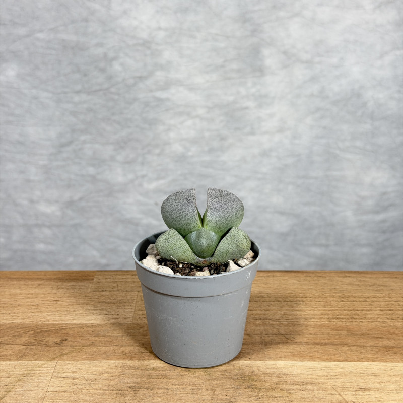 Pleiospilos nelii | Mini