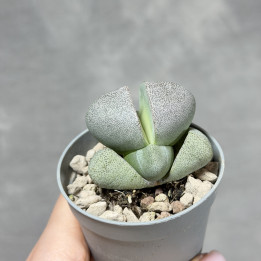 Pleiospilos nelii – żywy kamień do Twojego domu | Tomaszewski
