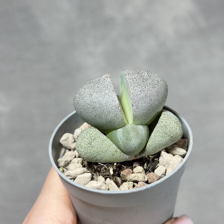 Pleiospilos nelii – żywy kamień do Twojego domu | Tomaszewski