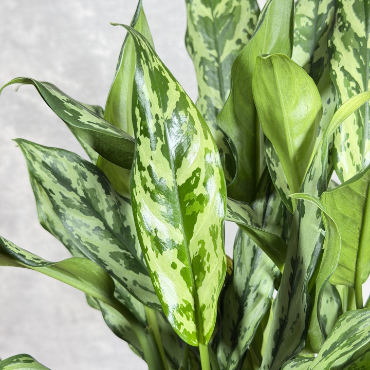 Aglaonema 'Green Lady' – roślina doniczkowa | Tomaszewski