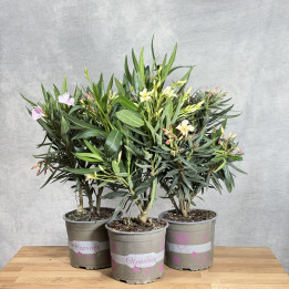 Nerium oleander – różne kolory kwiatów | Sklep Tomaszewski Warszawa