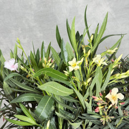 Nerium oleander – różne kolory kwiatów | Sklep Tomaszewski Warszawa