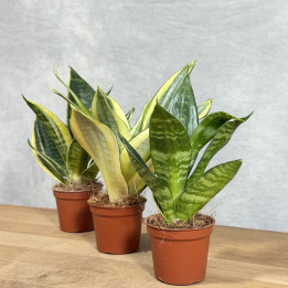 Sansevieria trifasciata (mix) - mini roślina doniczkowa | Tomaszewski