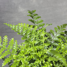 Asplenium ‘Parvati’ - paproć doniczkowa | Tomaszewski
