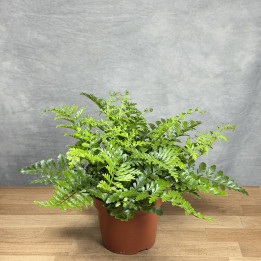 Asplenium ‘Parvati’ - paproć doniczkowa | Tomaszewski