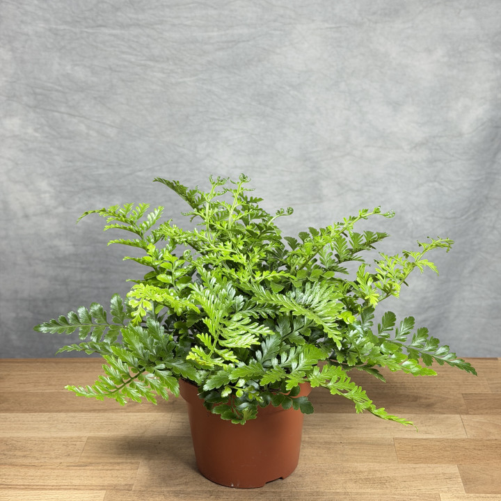 Asplenium ‘Parvati’ - paproć doniczkowa | Tomaszewski