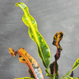 Kroton Codiaeum 'Mammi' w doniczce 13 cm | Tomaszewski