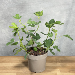 Figa 'Brown Turkey' Ficus carica wys. 35 cm don. 15 cm | Tomaszewski