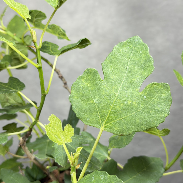 Figa 'Brown Turkey' Ficus carica wys. 35 cm don. 15 cm | Tomaszewski