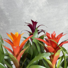 Guzmania mix kolorów — wys. 50cm, donica 12cm | Tomaszewski
