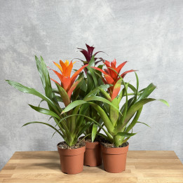 Guzmania mix kolorów — wys. 50cm, donica 12cm | Tomaszewski
