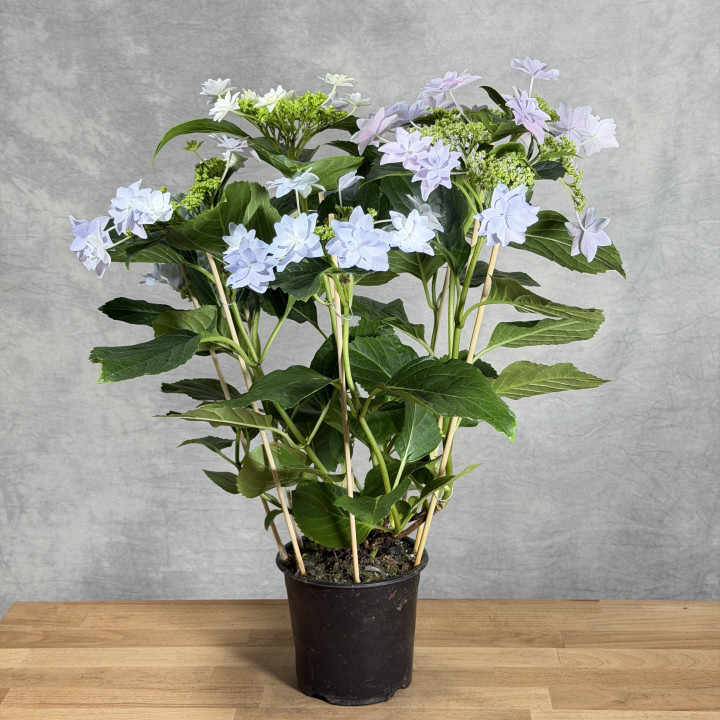 Hydrangea macrophylla 'Elleair Anniversary' – Hortensja | Tomaszewski