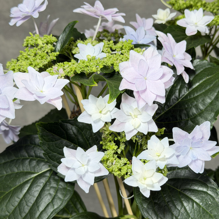 Hydrangea macrophylla 'Elleair Anniversary' – Hortensja | Tomaszewski