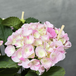 Hortensja 'Hovaria Sweet Fantasy Pink' — doniczka 14 cm | Tomaszewski