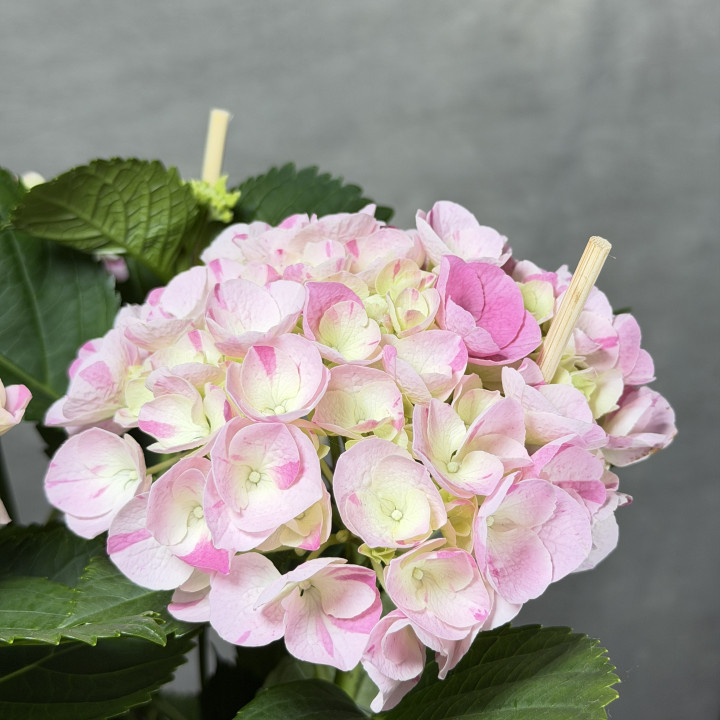 Hortensja 'Hovaria Sweet Fantasy Pink' — doniczka 14 cm | Tomaszewski