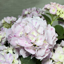 Hortensja 'Sweet Fantasy Violet' – Hydrangea macrophylla | Tomaszewski