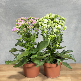 Kalanchoe 'Sunny' w doniczce 14 cm — kremowa lub różowa | Tomaszewski