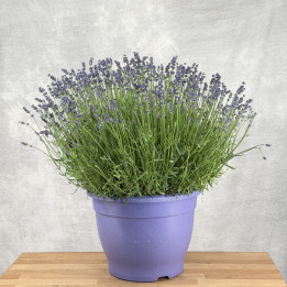 Lawenda wąskolistna 'Essence Purple' — doniczka 32 cm | Tomaszewski