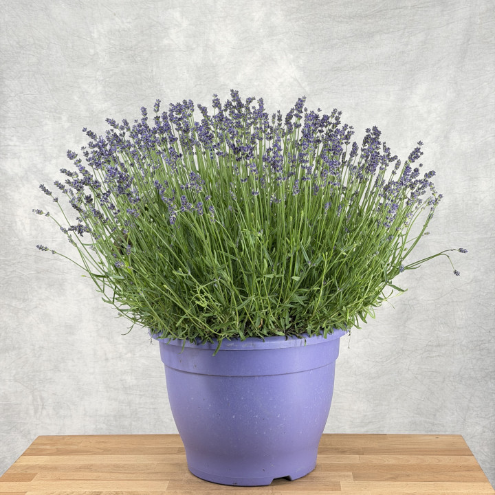 Lawenda wąskolistna 'Essence Purple' — doniczka 32 cm | Tomaszewski