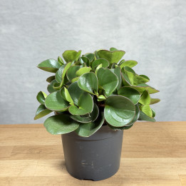 Peperomia 'Obtipan' (Peperomia obtusifolia) | tomaszewski.live