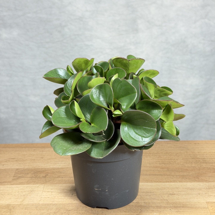 Peperomia 'Obtipan' (Peperomia obtusifolia) | tomaszewski.live