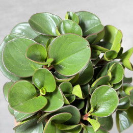 Peperomia 'Obtipan' (Peperomia obtusifolia) | tomaszewski.live