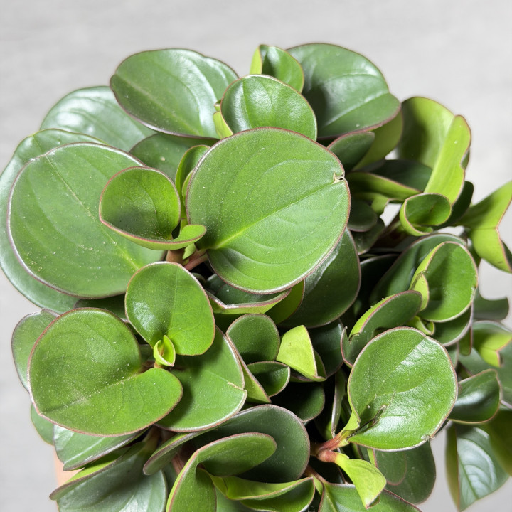 Peperomia 'Obtipan' (Peperomia obtusifolia) | tomaszewski.live