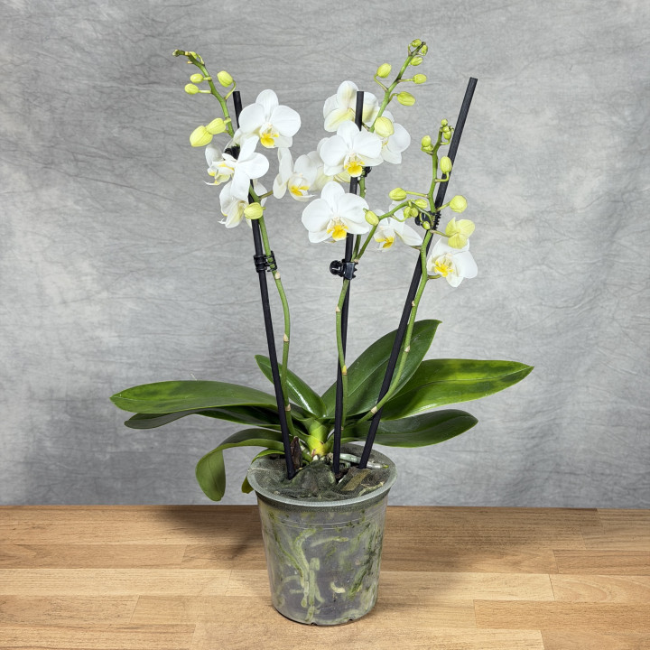 Biały Storczyk Multiflora 3-pędowy | Sklep Tomaszewski