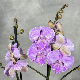 Storczyk Phalaenopsis 'Laura' — doniczka 12 cm | Tomaszewski