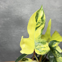 Filodendron 'Florida Beauty' Variegata — don. 12 cm | Tomaszewski