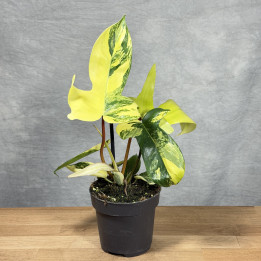 Filodendron 'Florida Beauty' Variegata — don. 12 cm | Tomaszewski