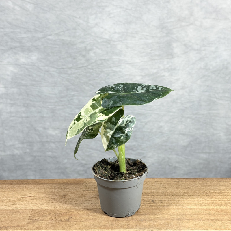 Alocasia 'Frydek' Variegata...