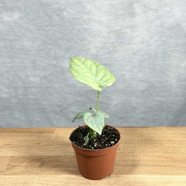 Amydrium medium 'Silver' | Mini
