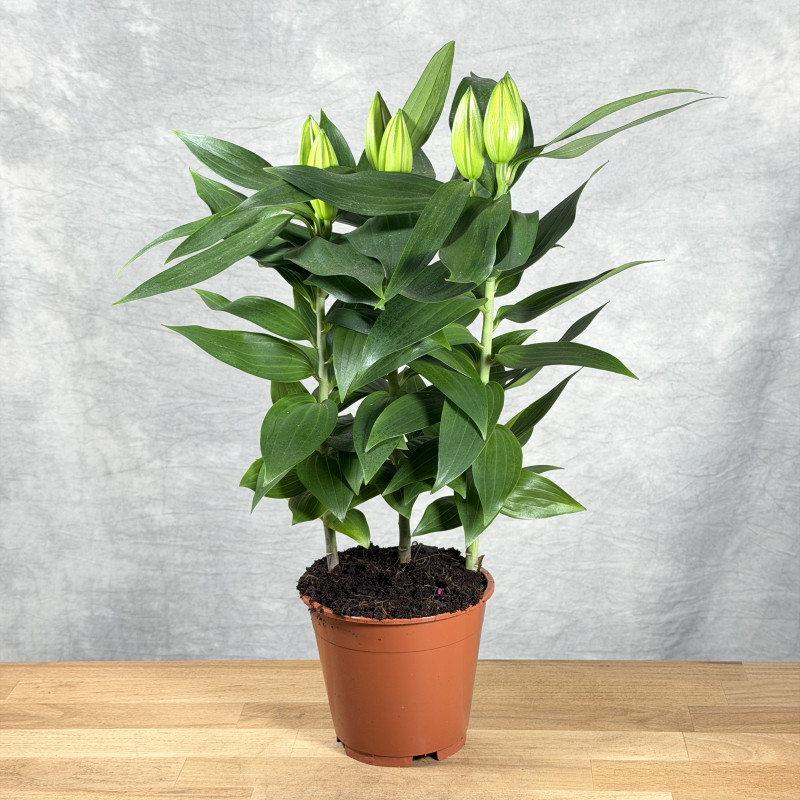 Lilia orientalna 'White...