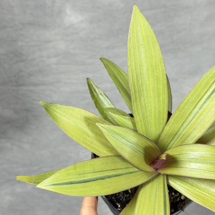 Reo meksykańskie 'Sitara Gold' (Tradescantia) | Tomaszewski
